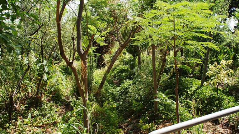 Lee más sobre el artículo Visita al Bosque Comestible Domitila Hernández